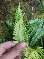 Blechnum durum