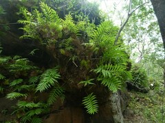 Drynaria quercifolia