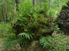 Drynaria quercifolia