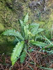 Blechnum durum