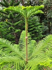 Araucaria columnaris