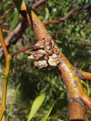 Dasineura glomerata