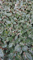 Elaeagnus pungens