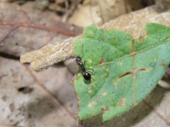 Formica neogagates