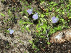 Utricularia uliginosa