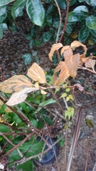 Hydrangea serrata