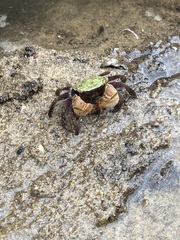 Parasesarma erythodactylum