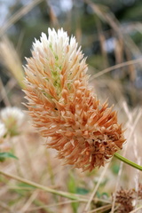 Trifolium vesiculosum