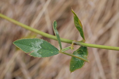 Trifolium vesiculosum