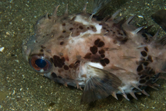 Cyclichthys orbicularis
