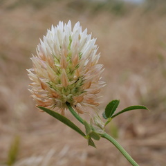 Trifolium vesiculosum