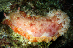 Hexabranchus sanguineus