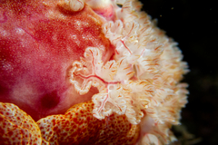 Hexabranchus sanguineus