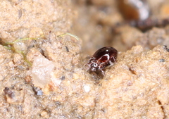 Galumnidae