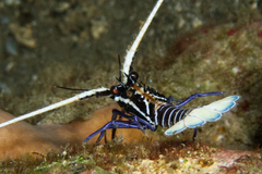 Panulirus versicolor