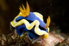 Chromodoris annae