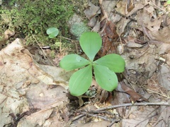 Isotria verticillata