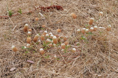 Trifolium vesiculosum