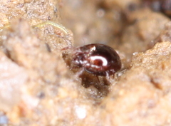 Galumnidae
