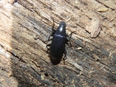 Xylopinus saperdoides