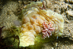 Asteronotus cespitosus