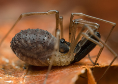 Taracus pallipes