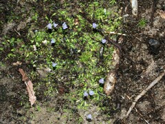Utricularia uliginosa