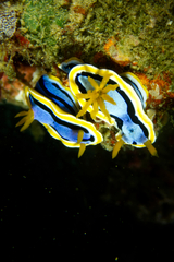 Chromodoris annae