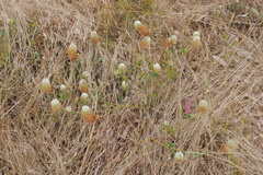 Trifolium vesiculosum