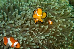 Amphiprion ocellaris
