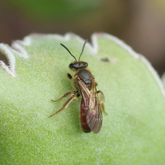 Parasphecodes
