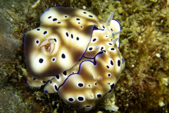 Hypselodoris tryoni