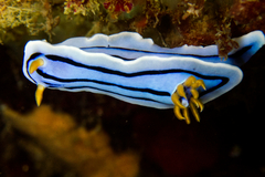 Chromodoris lochi