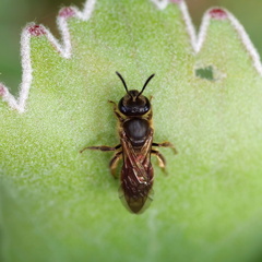 Parasphecodes