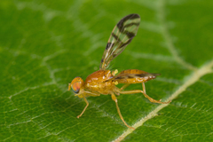 Acidia cognata