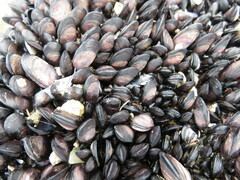 Brachidontes rostratus