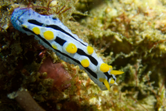 Phyllidia coelestis