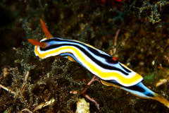 Chromodoris colemani