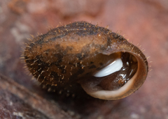 Cryptomastix germana