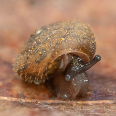 Cryptomastix germana