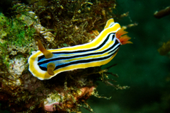 Chromodoris colemani