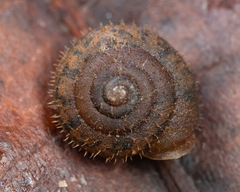 Cryptomastix germana