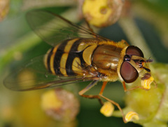 Syrphus vitripennis