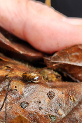 Cryptomastix germana