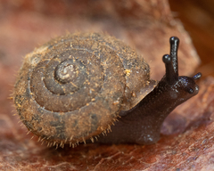 Cryptomastix germana