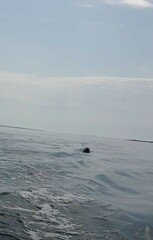 Phocoena phocoena phocoena