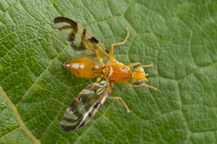 Acidia cognata