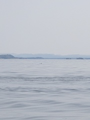 Phocoena phocoena phocoena