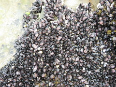 Brachidontes rostratus