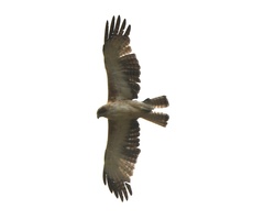 Hieraaetus morphnoides